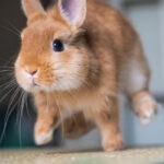 Why Do Rabbits Binky? Is This Normal?