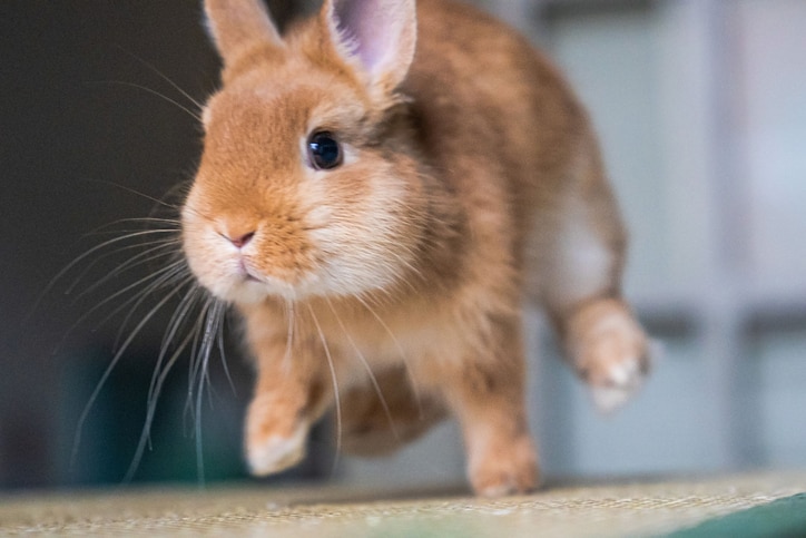 A pale orange dwarf rabbits looks at the camera mid-binky.