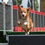 What Is Dock Diving, and Is It Right for My Dog?