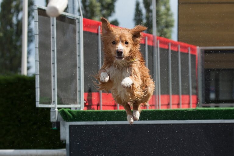 A brown and white dog dock diving.