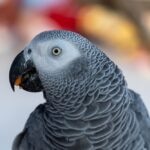 Large Hookbill Care Sheet