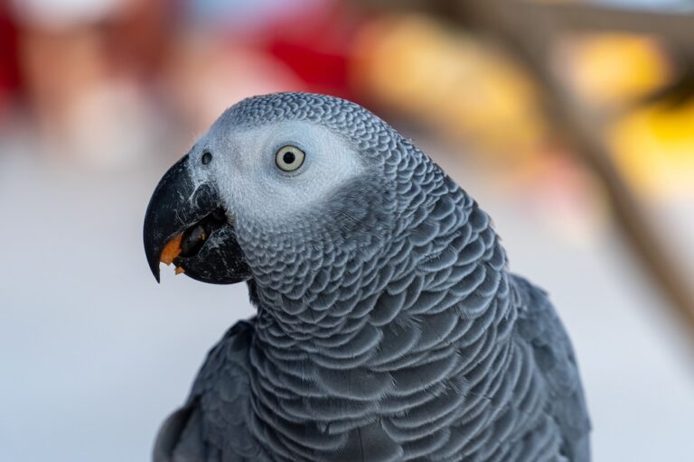 close up of african grey parrot