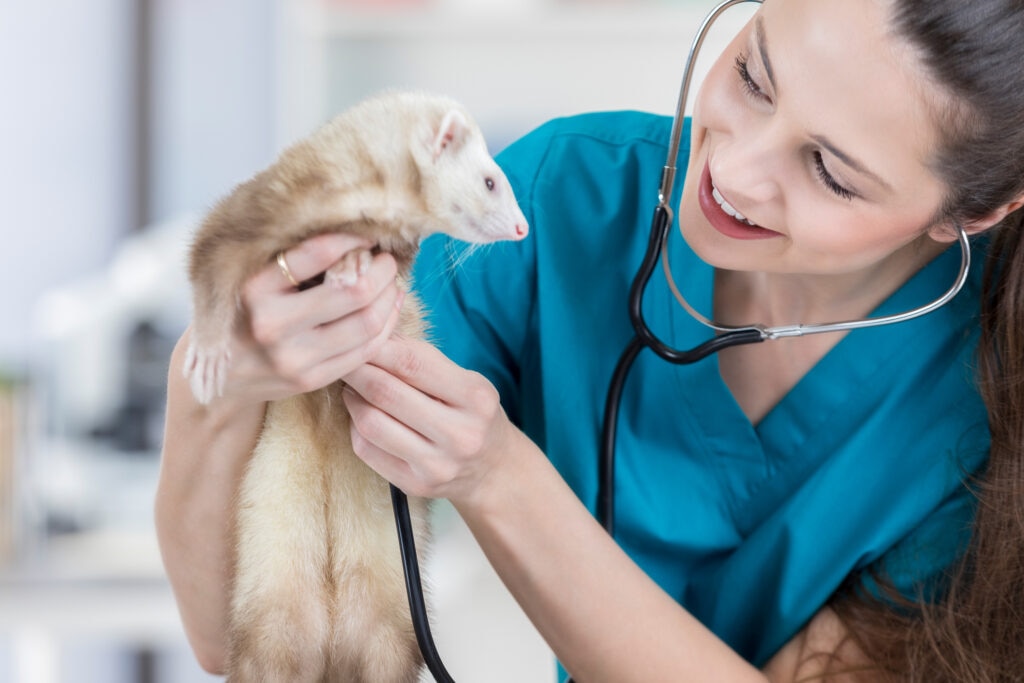 respiratory problems in ferrets; a veterinarian examines at ferret.