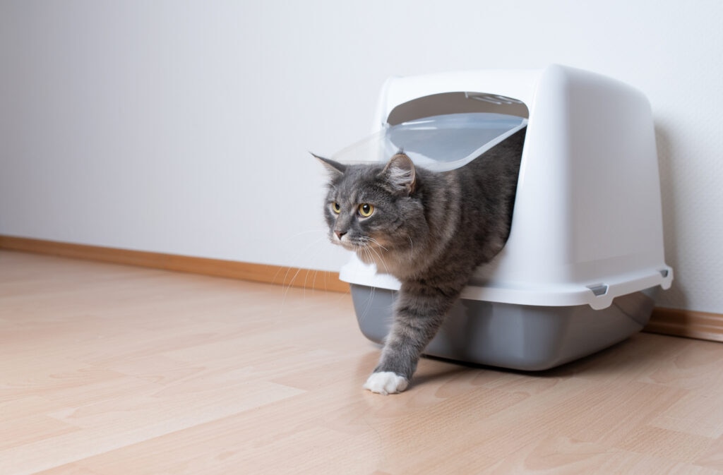 Cranberry is commonly used in people to reduce risk of UTIs, but the evidence in cats is limited.