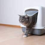 Cranberry for Cats: What Pet Parents Should Know
