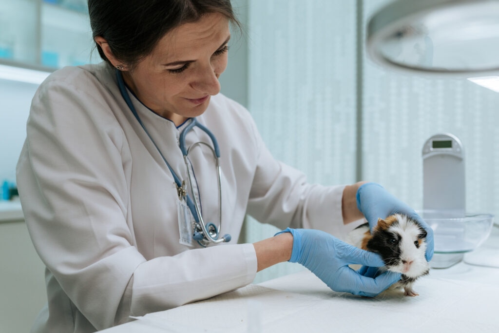 gi stasis in guinea pigs; an exotic veterinarian examines a guinea pig.