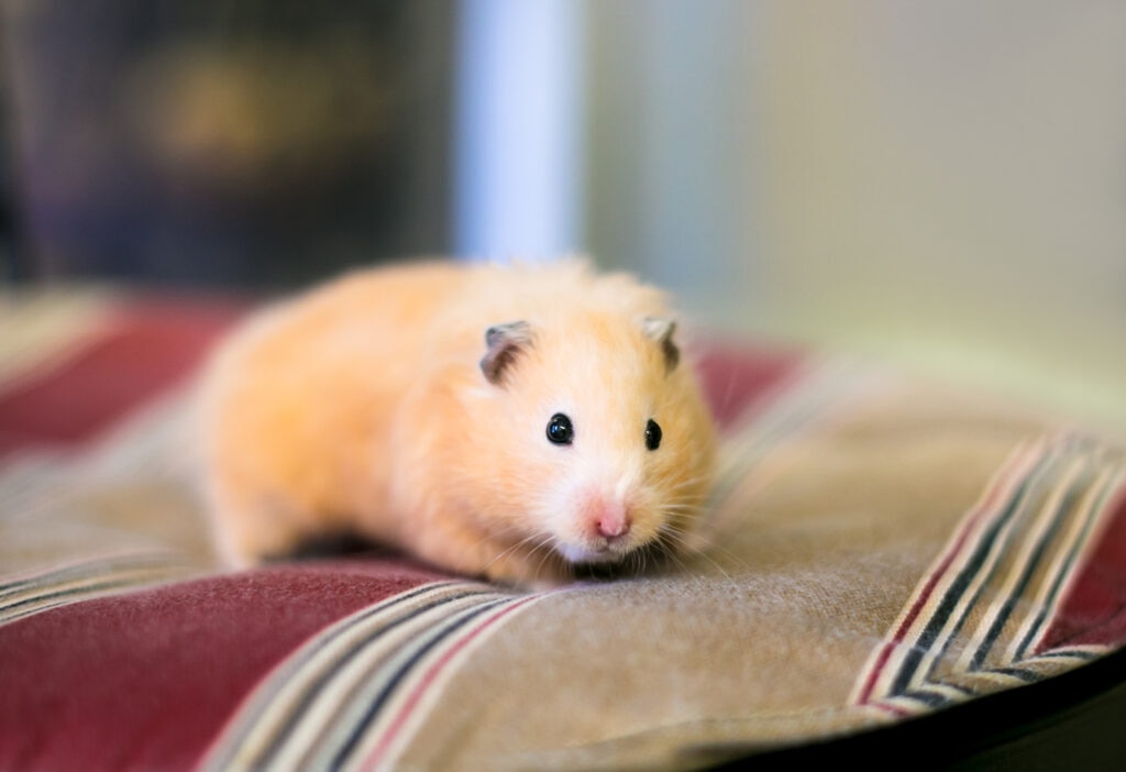 lcmv symptoms in hamsters; a Syrian hamster sits on a pillow.
