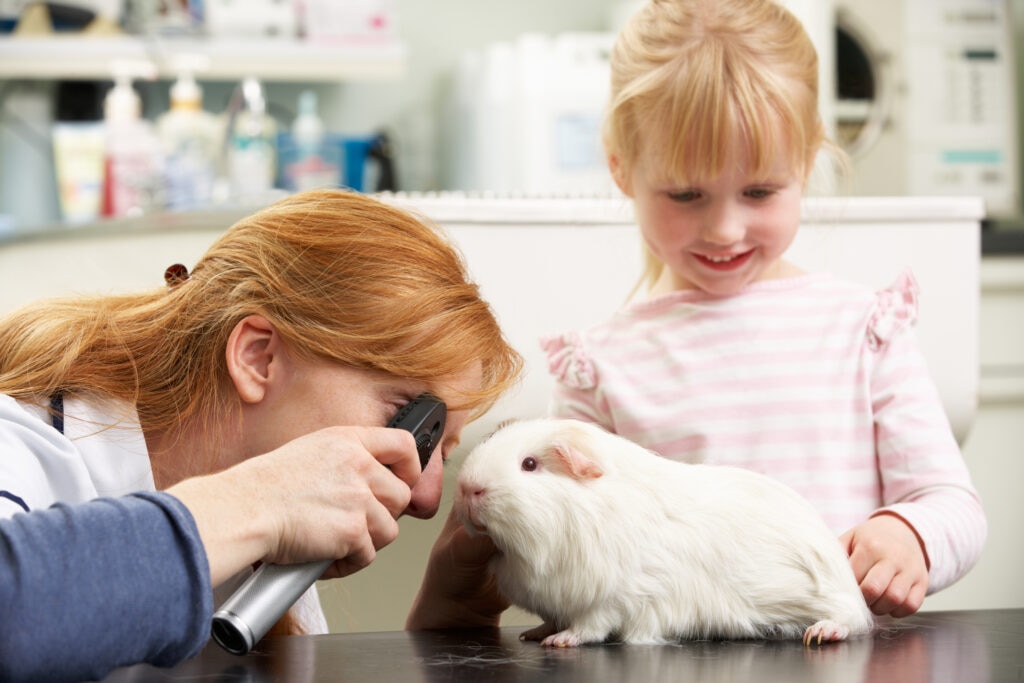 corneal ulcers in guinea pigs; an exotic veterinarian examines a guinea pig’s eye.