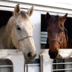 Tips for Trailering Horses in Hot Weather: A Safer Summer Hauling Guide