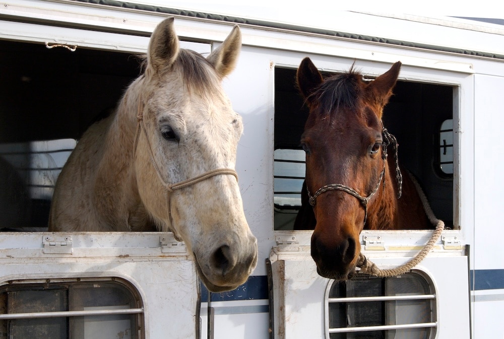 two horses waiting on a trailer