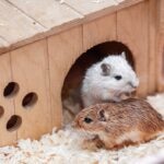 Gerbil Care Sheet