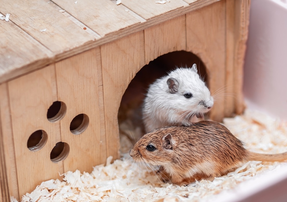 two gerbils in a habitat