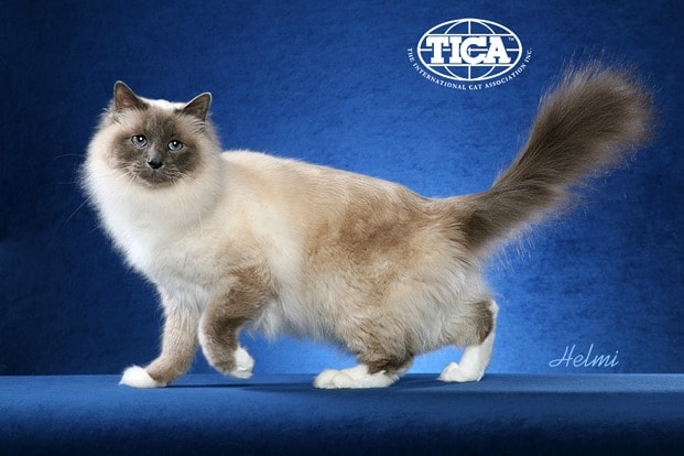 Birman