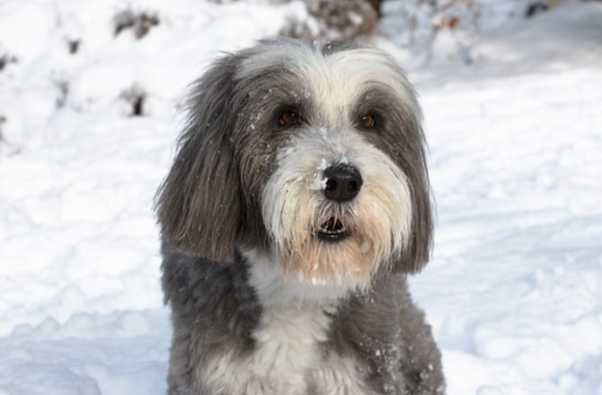 Bearded Collie
