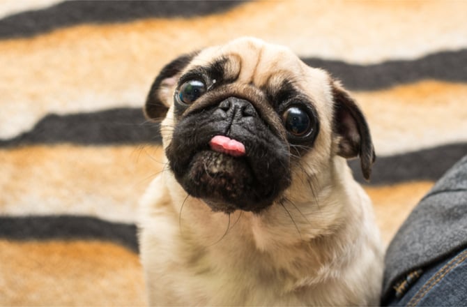 Facts about dog kisses-some dogs kiss more than others