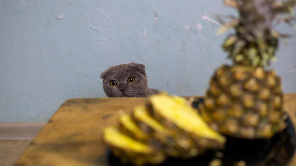 cat finding pineapple on the table.