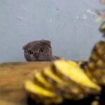 Can Cats Eat Pineapple?