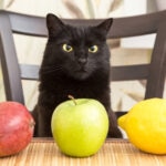 Can Cats Eat Mango?