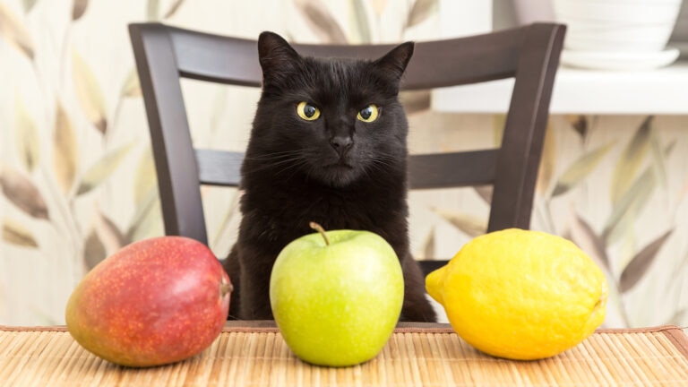 Cat with a table of fruit.