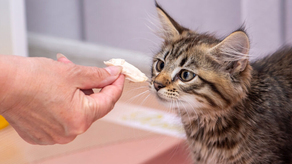 Cat being fed chicken.