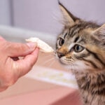 Can Cats Eat Chicken?