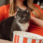 Can Cats Eat Popcorn?