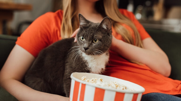 Cat with a popcorn bucket.