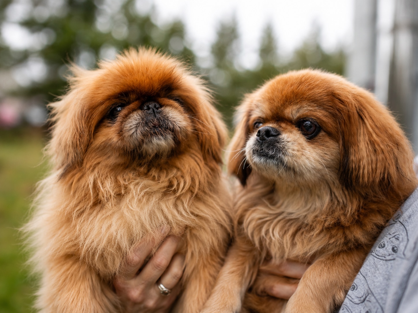 Lilli and Toshi, 15-year-old dogs seeking adoption