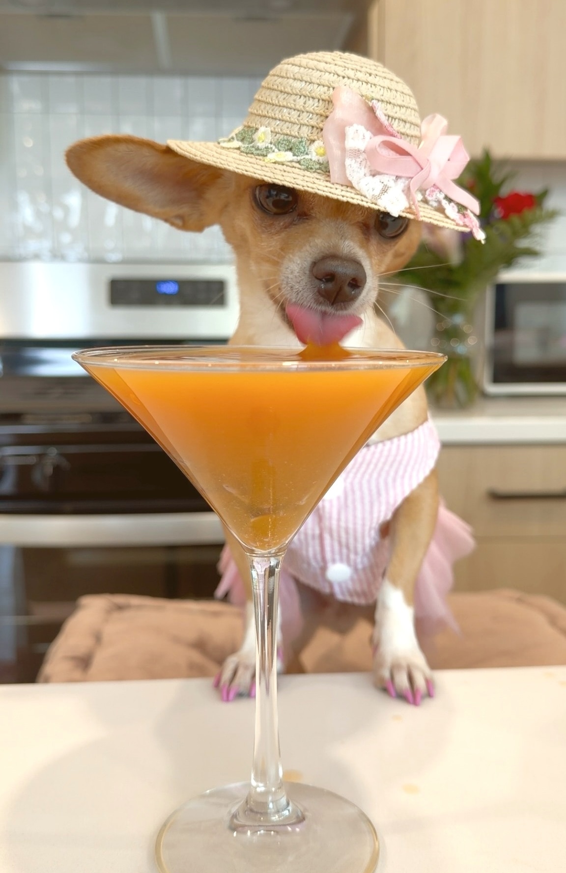 apawrol spritz for dogs recipe chewy