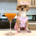 Celebrate Spritz Season With This Dog-Friendly Apawrol Spritz Recipe