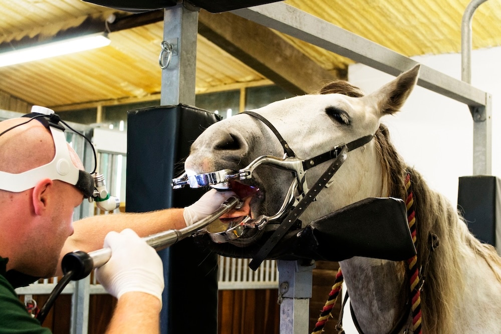grey horse getting teeth examined by an equine dentist