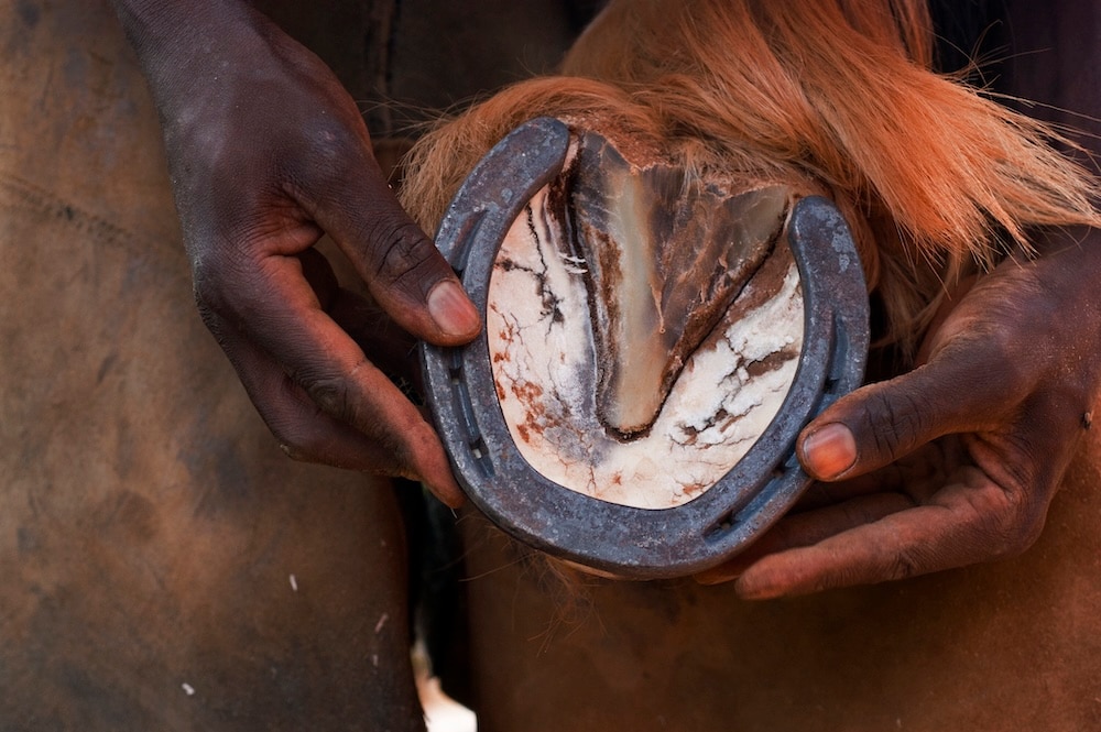 Farrier holding up a horse’s hoof