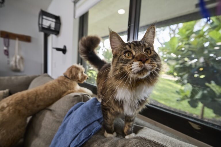 A longhaired tabby cat stands on the back of a couch. Learn how to talk to your cat with cat communication.