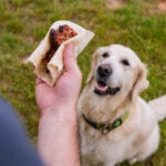 Can Dogs Eat Tortillas?