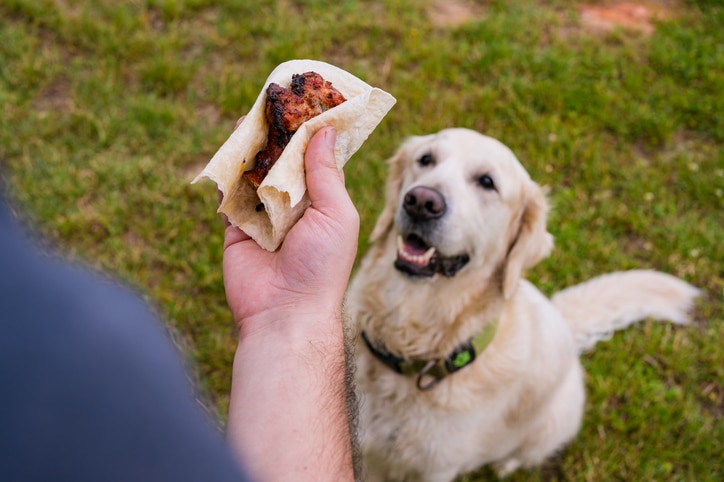 A white Golden Retriever sits on the lawn and stares up at his pet parent’s hand, which is holding a tortilla.