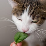 Can Cats Eat Spinach?