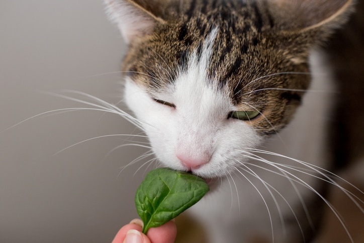 A tabby cat nibbles on a piece of spinach that his pet parent is holding.