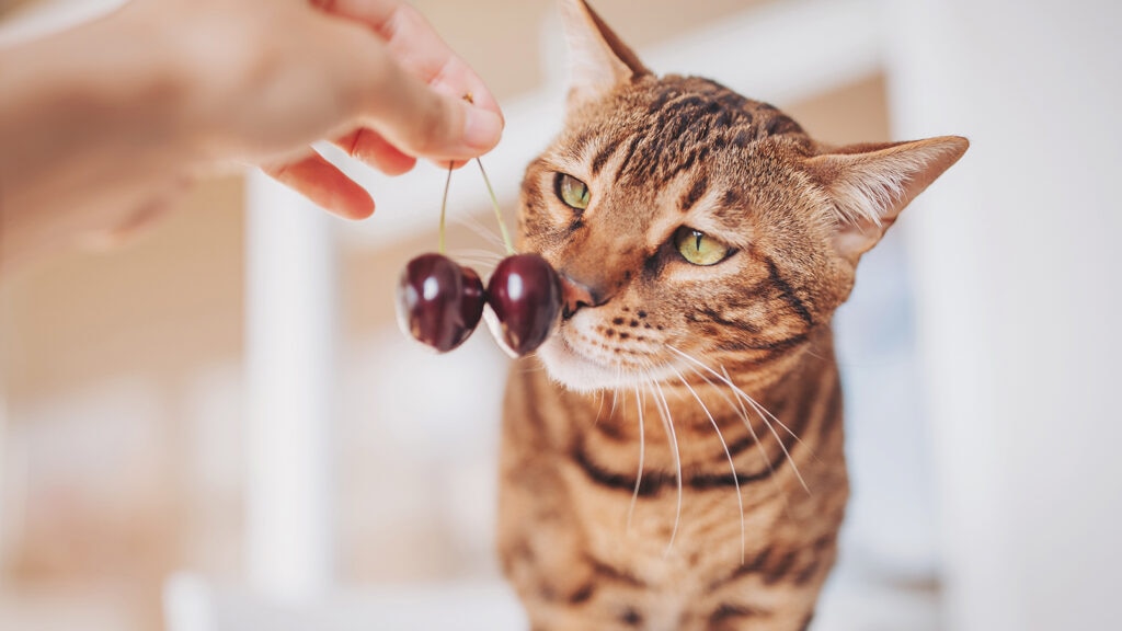Cat sniffing cherries.