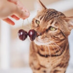 Can Cats Eat Cherries?