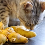 Can Cats Eat Potatoes?