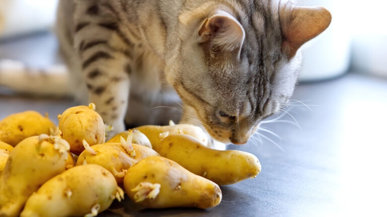 Cat sniffing potatoes.
