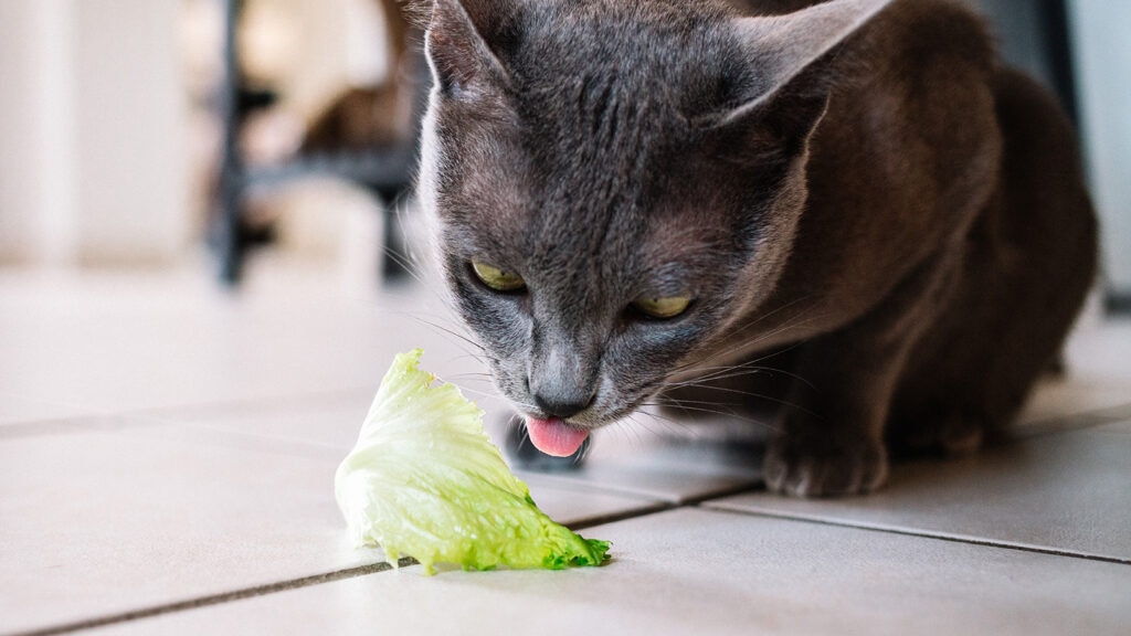 Cat licking lettuce.