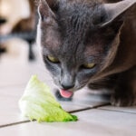 Can Cats Eat Lettuce?