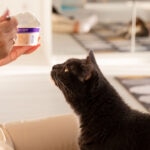 Can Cats Eat Yogurt?