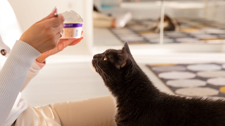 Cat getting a treat.