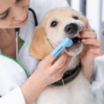 Puppy Dental Care 101: When To Start Brushing and More