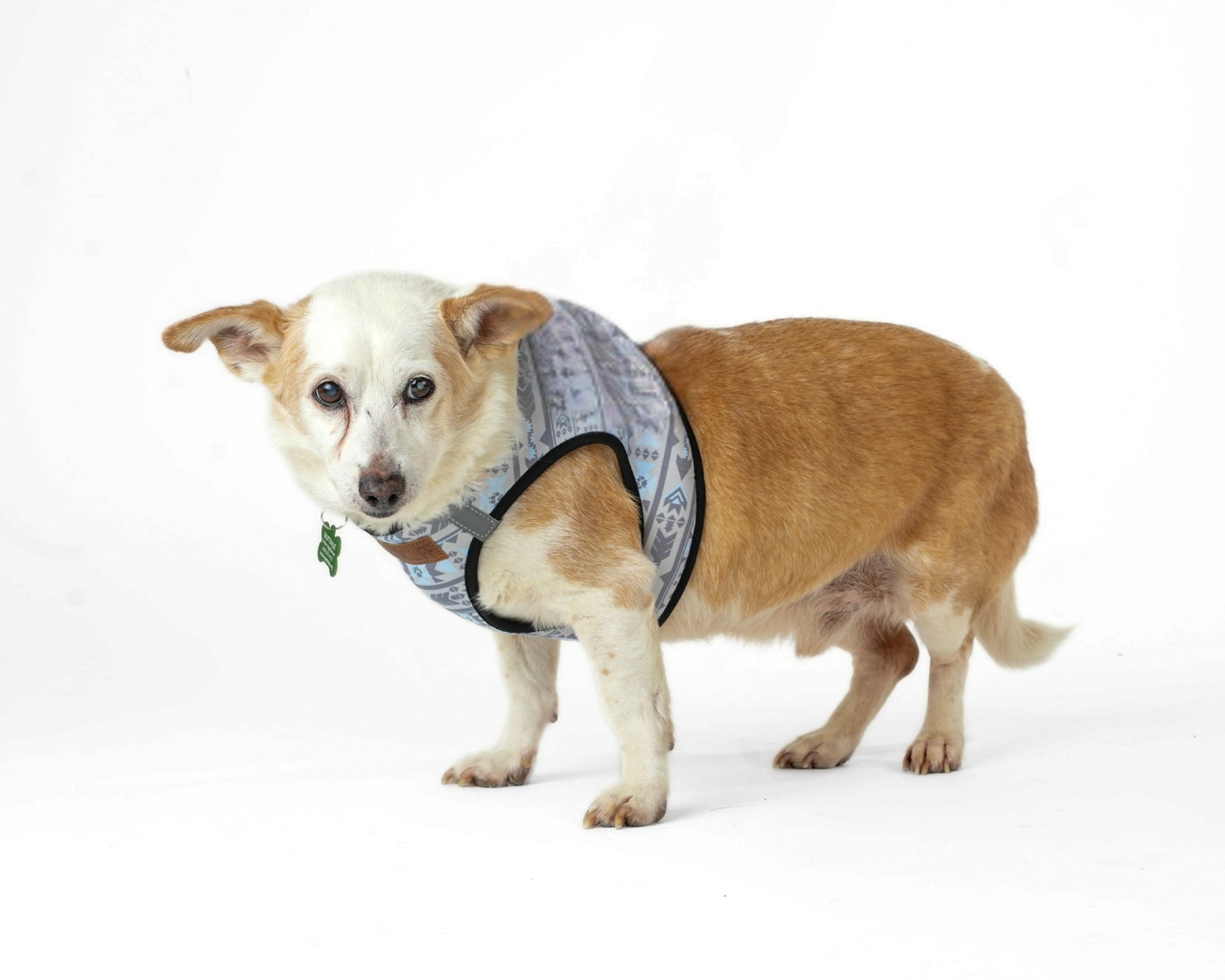 Doc Martens, a 15-year-old dog seeking adoption