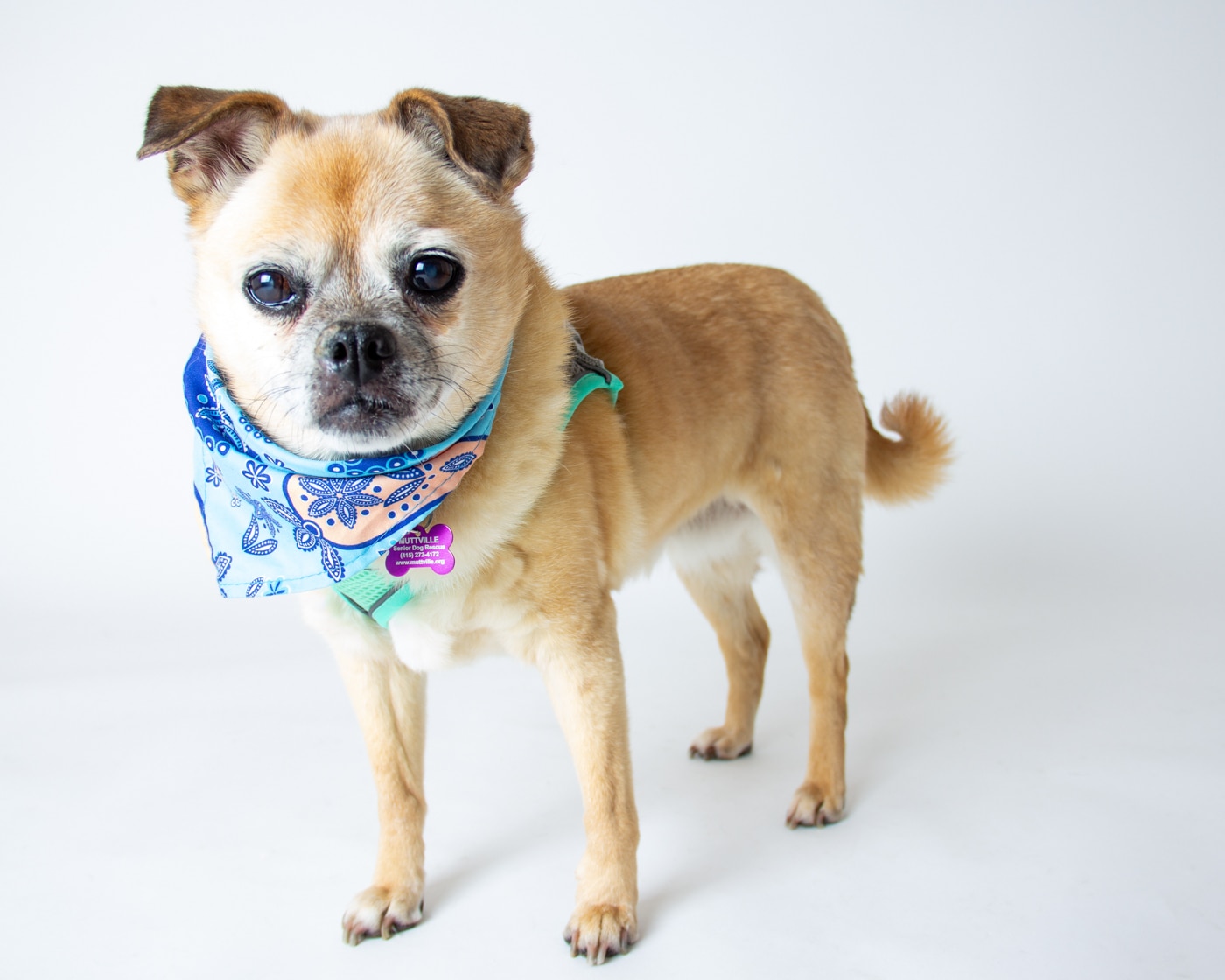 Khaleesi, a 15-year-old dog seeking adoption