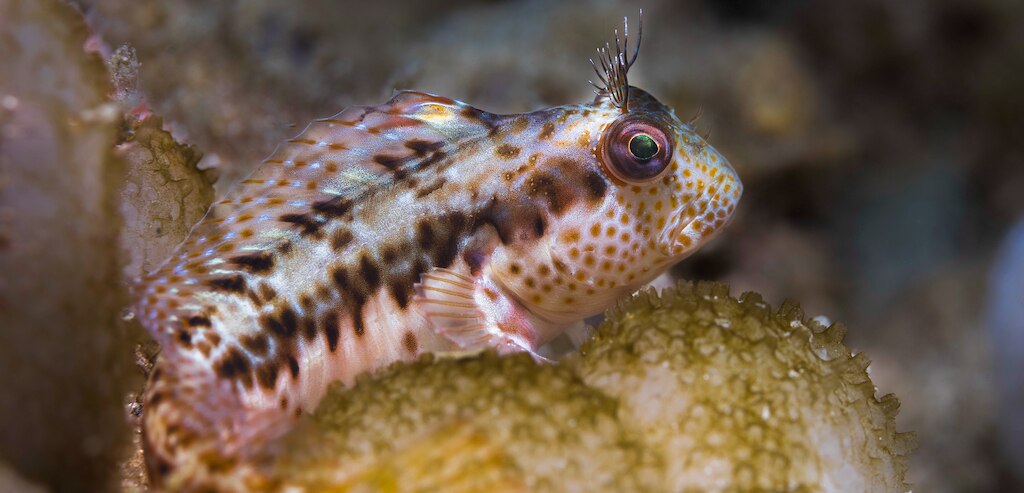 ringneck blenny fish
