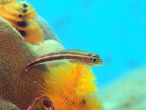 triplefin blenny